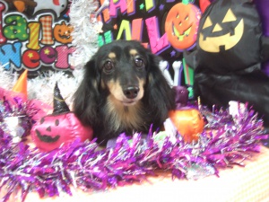 エクレアちゃん