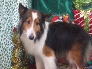 ティアラちゃん