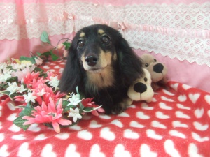 エクレアちゃん