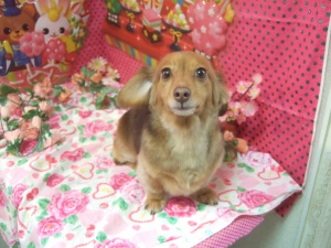 クッキーちゃん