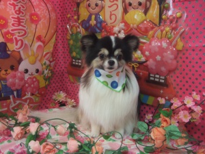 たんたんくん