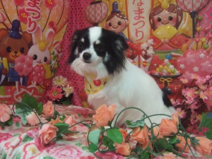 ヒメちゃん