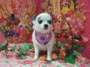 エンジェルちゃん