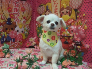 エンジェルちゃん