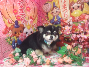らんちゃん
