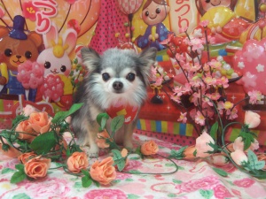 リリィーちゃん