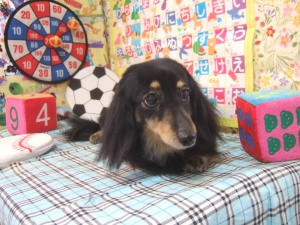 エクレアちゃん