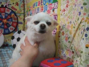 こなつちゃん