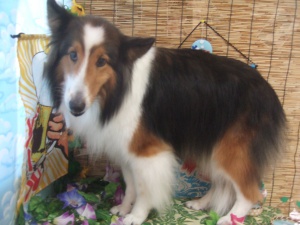 ティアラちゃん