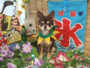 ショコラちゃん