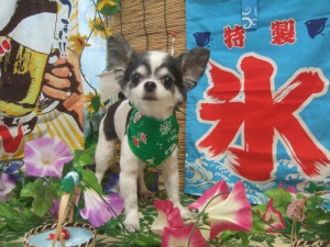 ショコラちゃん