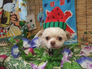 ララくん