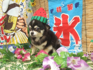 マロくん
