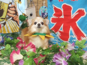 くぅちゃん