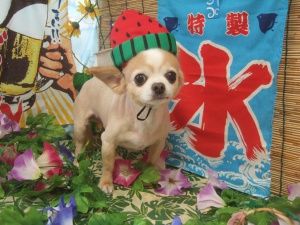 ネロくん