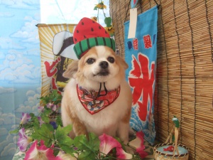 ルーニーくん