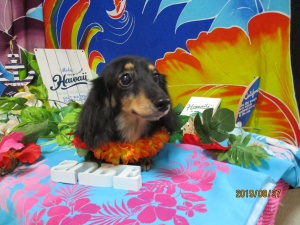 エクレアちゃん