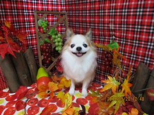 さくらちゃん