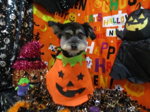 サンディーくん