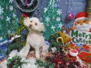 ショコラちゃん