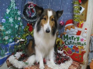 ティアラちゃん