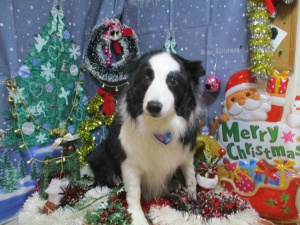 ティアラちゃん