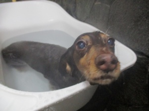 クッキーちゃん