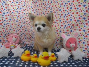 さすけくん
