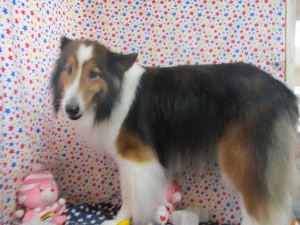 ティアラちゃん