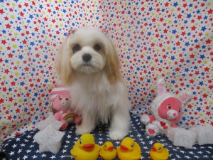 ティアラちゃん