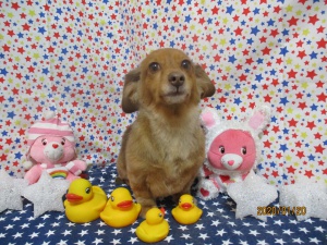 クッキーちゃん