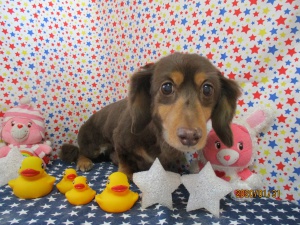 クッキーちゃん