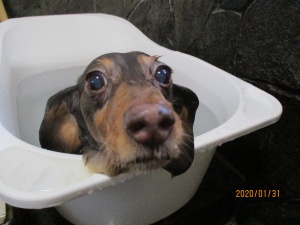 クッキーちゃん