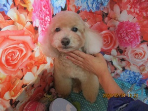 くんくんちゃん