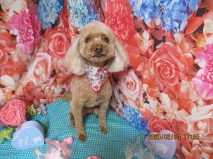 ラブリーちゃん