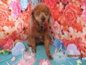 シンシンちゃん