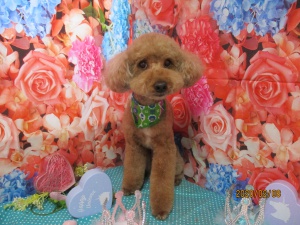 シンシンちゃん