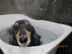 マリーちゃんです。