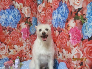 ティアラちゃん