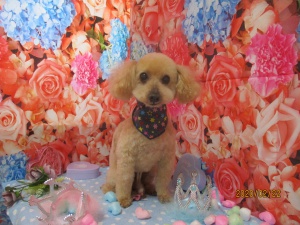 シューミーくん