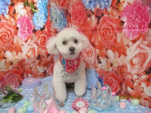 シューミーくん