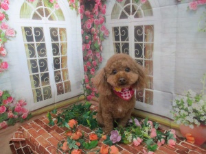 ベティーちゃん