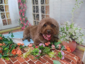 ベティーちゃん