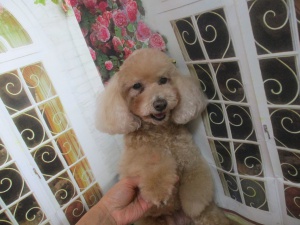 くんくんちゃん