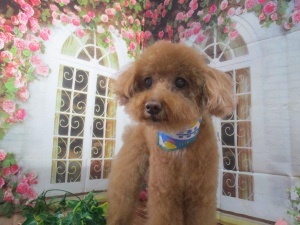 くんくんちゃん