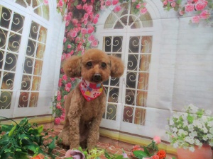 ティアラちゃん