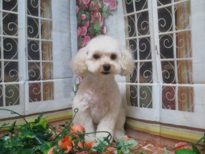 ティアラちゃん