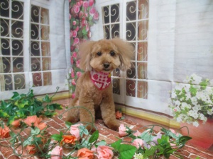 ショコラちゃん