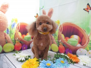 ベティーちゃん