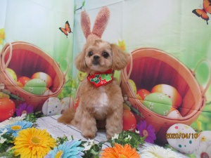 ベティーちゃん